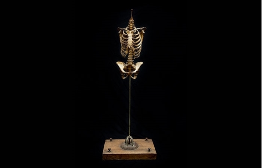 picture of esqueleto humano articulado